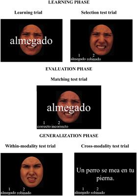 ERP evidence for emotion-specific congruency effects between sentences and new words with disgust and sadness connotations